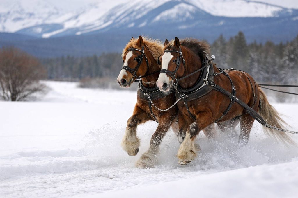 The Second Clydesdale Pic
